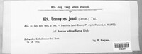 Uromyces junci image